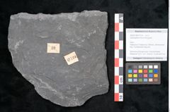 Foto (Objekt + Etikett) von Odontopteris minor Brongniart (NHMW-GEO-2024-0188-10724)
